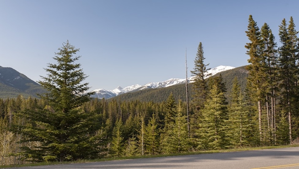 Top Reasons to Choose 4WD Car Rentals for Bozeman Adventures